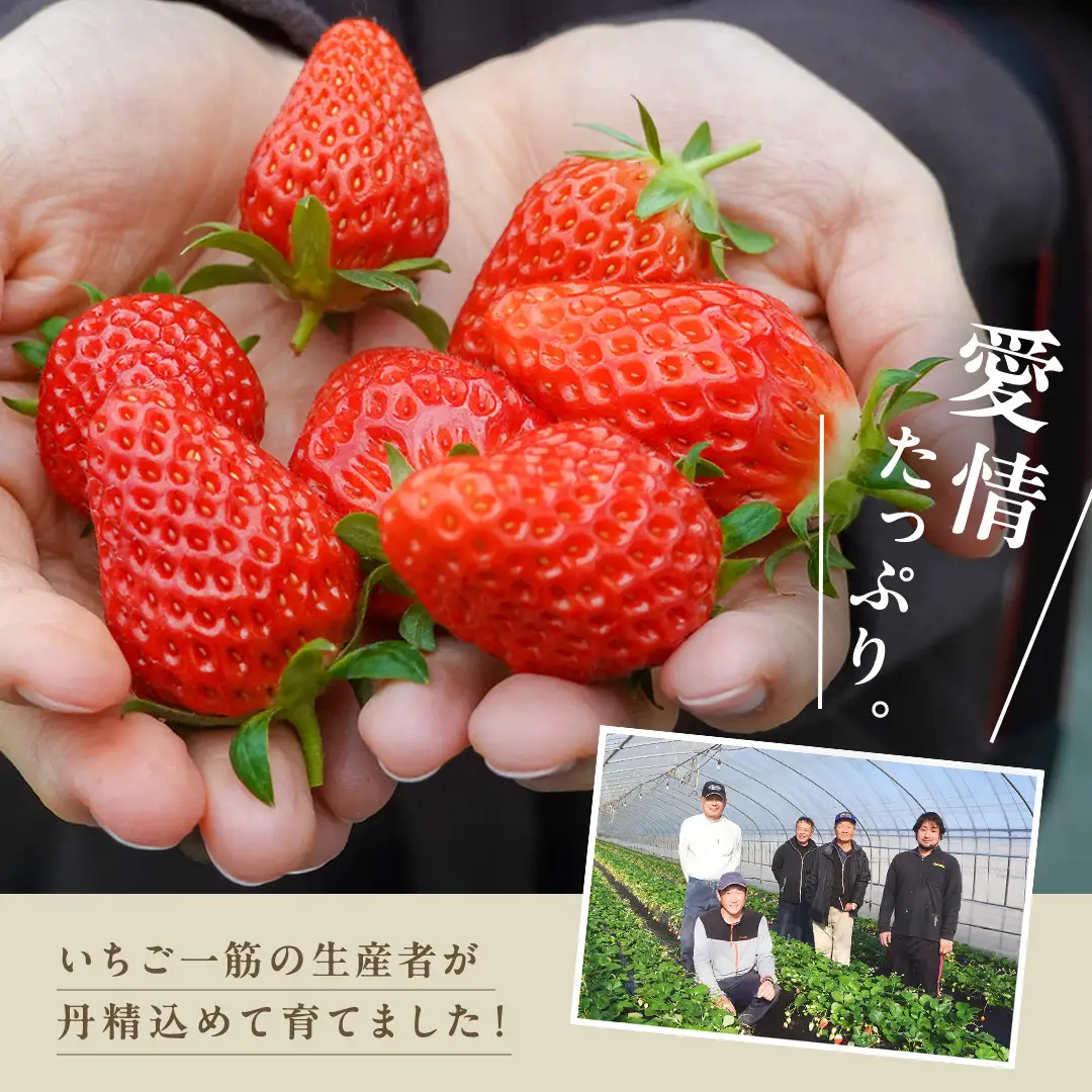 【12月&1月】 全2回 定期便 採れたて完熟いちご 260g×2パック×2回 2ヶ月 かおり野 とちおとめ やよいひめ 国産 イチゴ 苺 年内 年末 年始 [BC092sa]