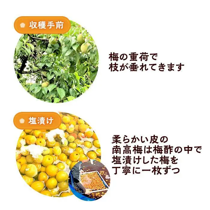訳あり つぶれ 梅干し 500g×6パック 合計3kg はちみつ 塩分 約5％［TR1w］
