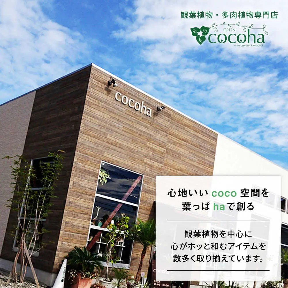 電磁波吸収サボテン 『セレウス・ペルヴィアナス(セレウスサボテン) 』 糸島市 / cocoha 観葉植物 グリーン 緑 インテリア[AWB042]