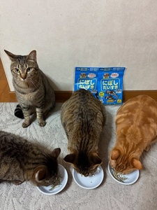 ペットフード マルトモ 減塩にぼしだいすきミニ 40g×15個セット おやつ にぼし 減塩 犬 猫 国産 国内加工 保存料 着色料 不使用 伊予市｜C154