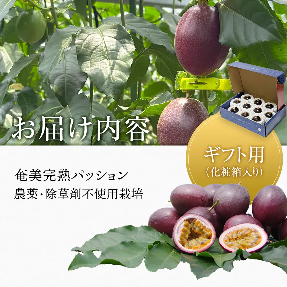 期間限定【農薬不使用】奄美完熟パッションフルーツ 贈答用化粧箱入り（農家直送）｜食品微生物　バイオスティミュラント　土壌フローラの改善　点滴潅水　皇室献上　送料無料　国産　無農薬