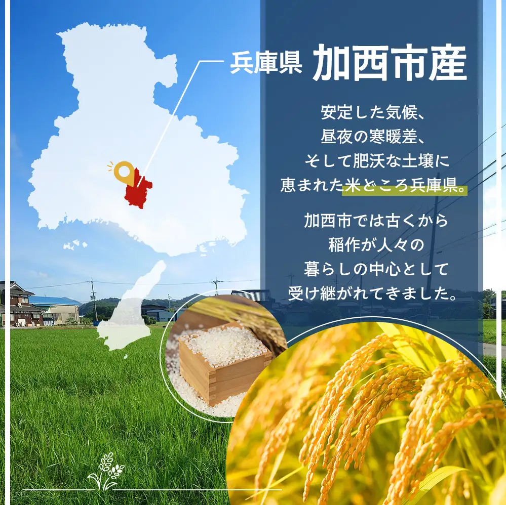 【令和8年産 先行受付】しきゆたか 白米 10kg《2027年2月発送》