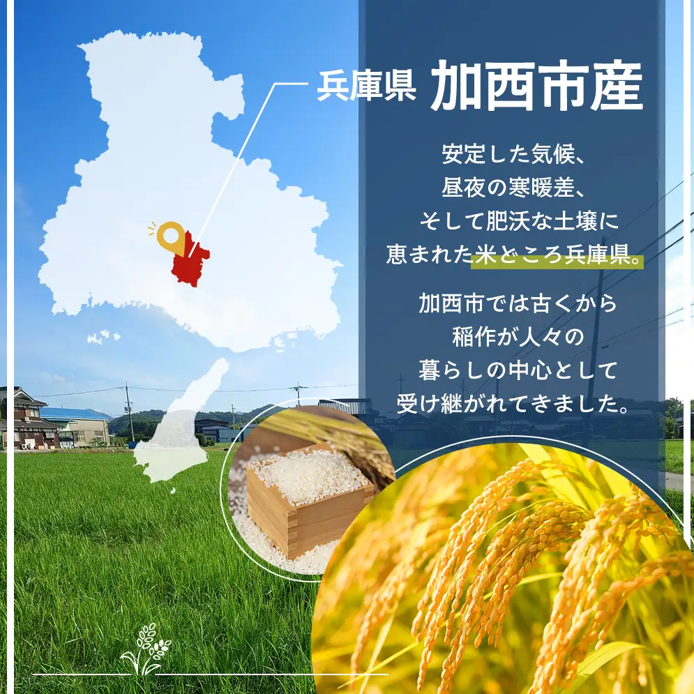 【令和8年産 先行受付】しきゆたか 白米 10kg《2027年3月発送》