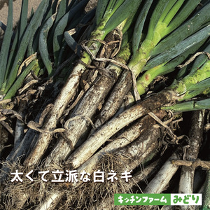 キッチンファームみどりの白ねぎ LLサイズ 1kg （皮むき済み） 006KM01N.／ねぎ ネギ 白ネギ 白ねぎ
