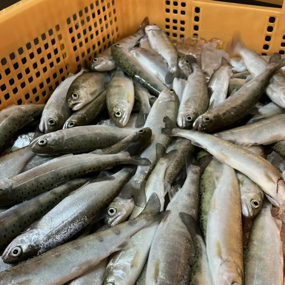 甲賀びわます “ささゆり”　 天ぷらサイズ 5尾入り×4パック