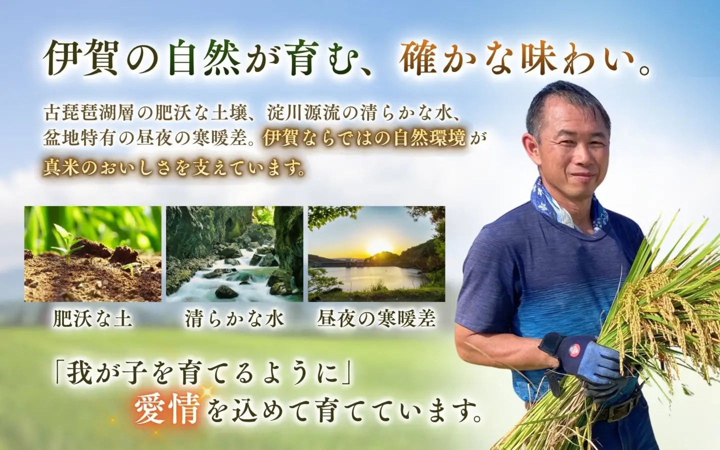 お米 伊賀米コシヒカリ 令和8年産新米 特別栽培米「真米」白米5kg ×6回お届け定期便【ymnk-tkb0003】