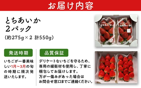 栃木県産いちご とちあいか 2パック入り（550g前後）｜果物 フルーツ 苺 イチゴ 朝採れ 新鮮 産地直送 栃木県 芳賀町《2026年12月下旬-2027年3月末頃出荷予定》
