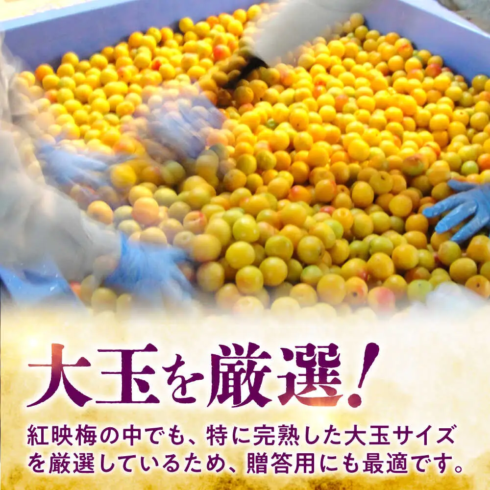 うめグラッセ セミドライ 16粒入 紅映梅使用 / 梅 ウメ 甘酸っぱい 梅スイーツ 小浜市 / アップ・トゥ・ユウ[BFAU006]