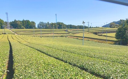 熊本水俣にある桜野園のお茶 自然栽培の茶あかね （べにふうき紅茶） 2袋入り紅茶 お茶 ギフト