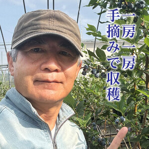 北海道産ブルーベリーソース（188g×4本）　ノーザンハイブッシュ系品種　国産　人気　フルーツ　果物　くだもの　スイーツ　加工品　ポリフェノール