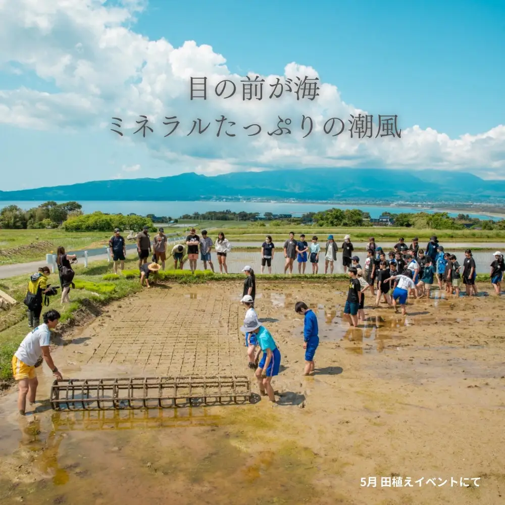 コシヒカリ 玄米 5kg 5回 定期便| 新潟県 佐渡市 コシヒカリ