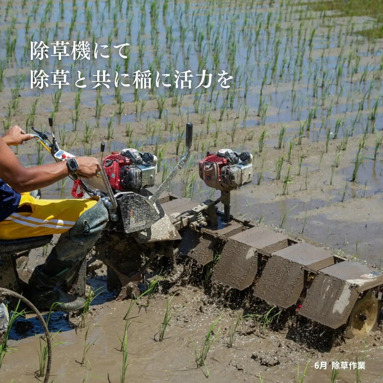 にこまる 白米 定期便 5kg 全5回 | 新潟県 佐渡市にこまる 米