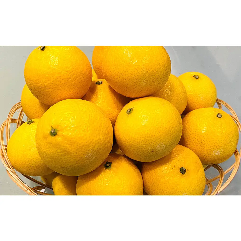 【希少フルーツ】もぎたて・湘南ゴールド(大玉)3kg　2027年1月中旬～下旬頃発送予定 | 湯河原町 大玉 3kg 種なし 柑橘系 ハウス栽培 地域特産品