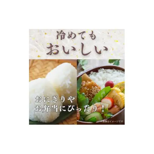 愛媛県産にじのきらめき10kg