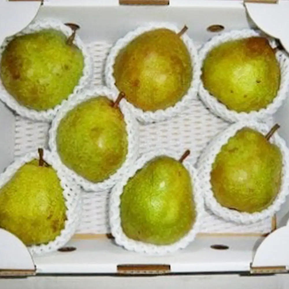 《先行受付》茂木農園 秋田県産 ラ･フランス 約2.5kg L～2Lサイズ