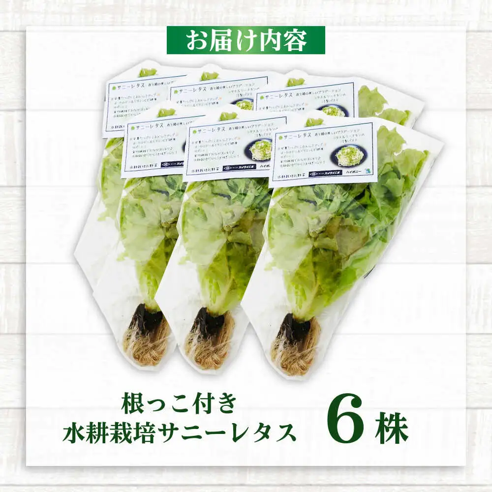 水耕栽培野菜 サニーレタス 6株[BGBT001]