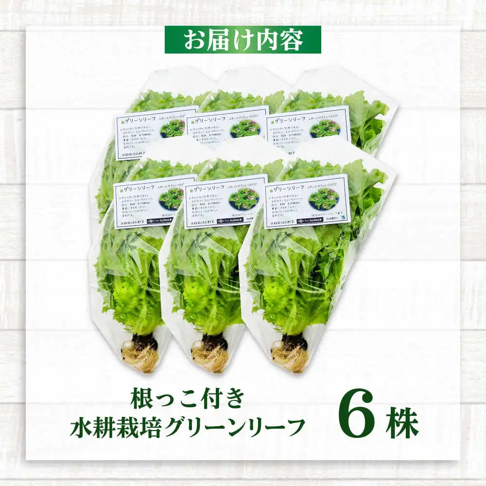 水耕栽培野菜 グリーンリーフ 6株[BGBT002]
