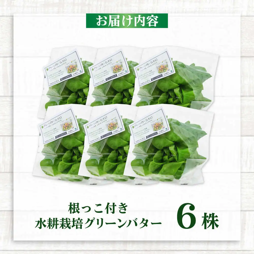 水耕栽培野菜 グリーンバター 6株 [BGBT003]