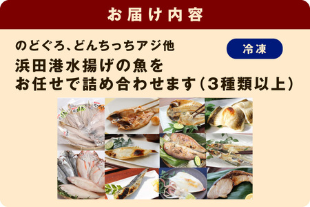 浜田港水揚げ魚の薄塩味干物C（のどぐろを含む） 【019_1955】