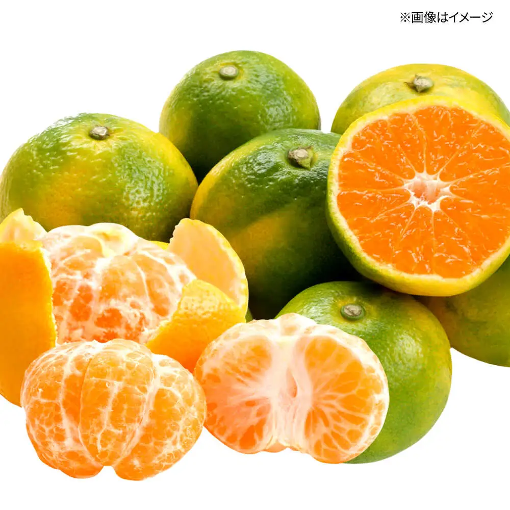 福岡県オリジナル品種極早生みかん『早味かん』約５kg／2026年9月頃より発送予定 桂川町/一般社団法人地域商社ふるさぽ[ADCF014]