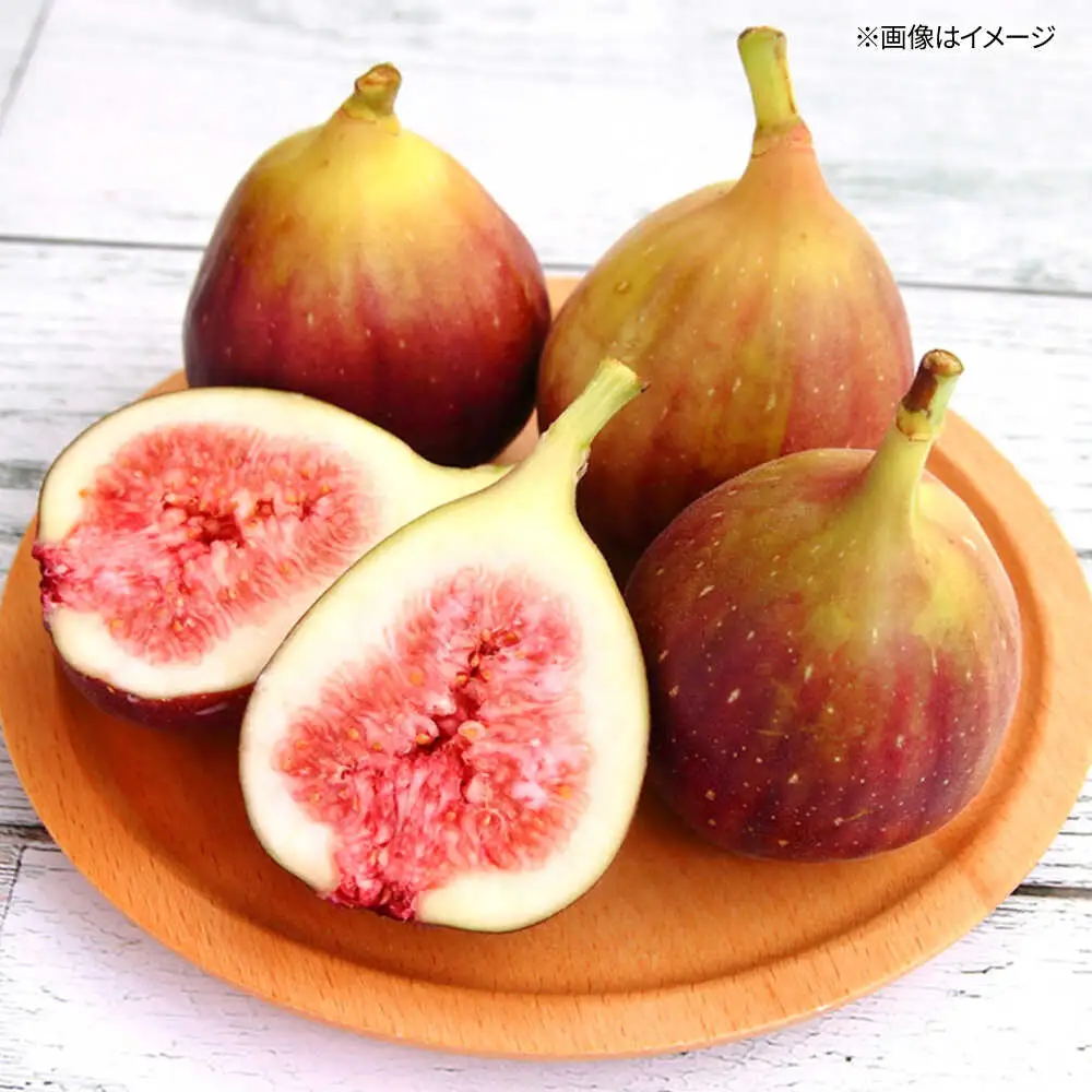 福岡県オリジナル品種　高糖度プレミアムいちじく　とよみつひめ約1.2kg／2026年9月-10月頃より発送予定 桂川町/一般社団法人地域商社ふるさぽ[ADCF015]