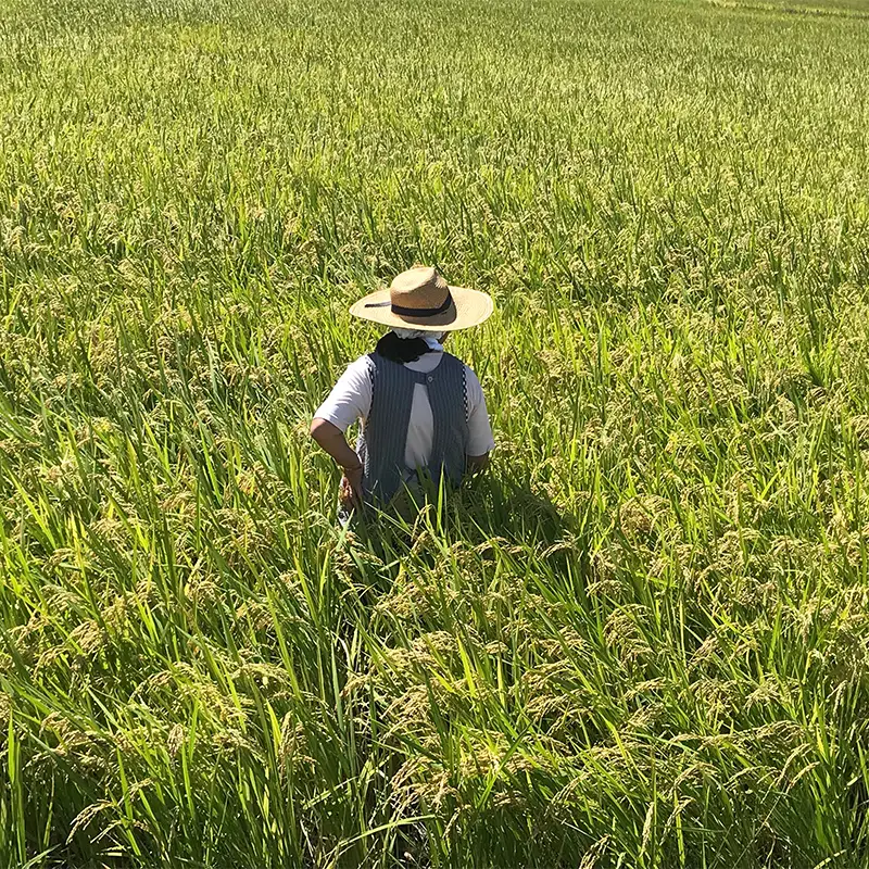 令和7年産 栃木県足利市産にじのきらめき10kg〈5kg×2袋〉 精米 白米 米 こめ ごはん 食品 栃木県 足利市  F7Z-1974