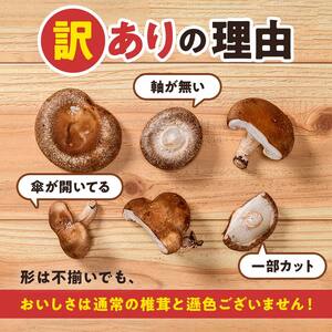 【2026年9月発送】 生しいたけ【形が悪いなどの訳あり品】1.6kg（200g×8袋） F4G-0325