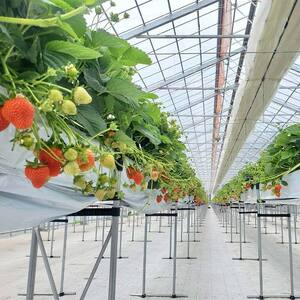 ＜無地熨斗あり＞ 2026年先行予約 北海道産いちご すずあかね 32～60粒×3箱【2026年 6月末 から順次発送】 夏いちご イチゴ 苺 フルーツ 果物 ジャム スイーツ 贈答用 ギフト 国産 北海道 釧路市 F5F-0108