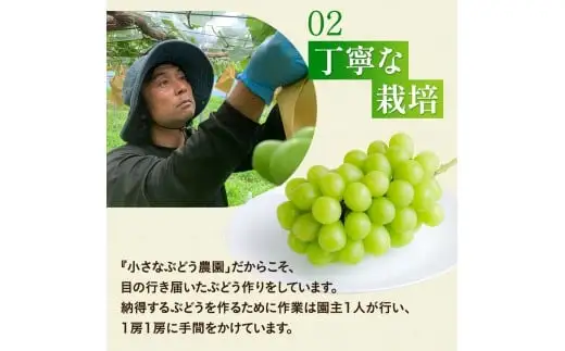 【2026年先行予約】 ここちとふぁーむ 【ご自宅用】 岡山県産 シャインマスカット お試し1房 500g以上 マスカット 【koko014-01】