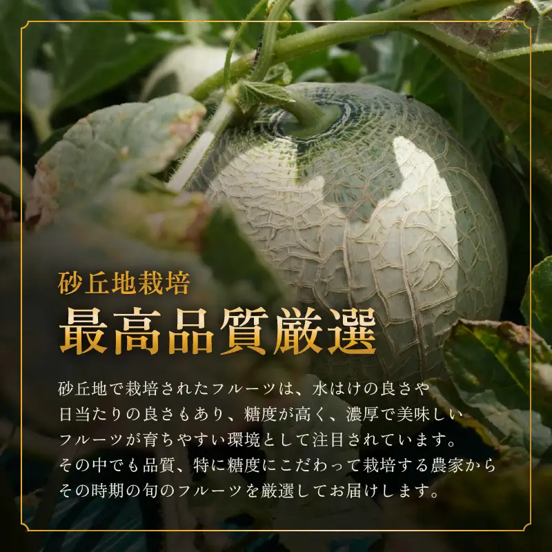 【先行予約】【定期便 3回コース】 坂井市フルーツ三昧！！「極」 B 【2027年7月上旬以降順次発送開始予定】定期便 くだもの 果物 [F-3202]