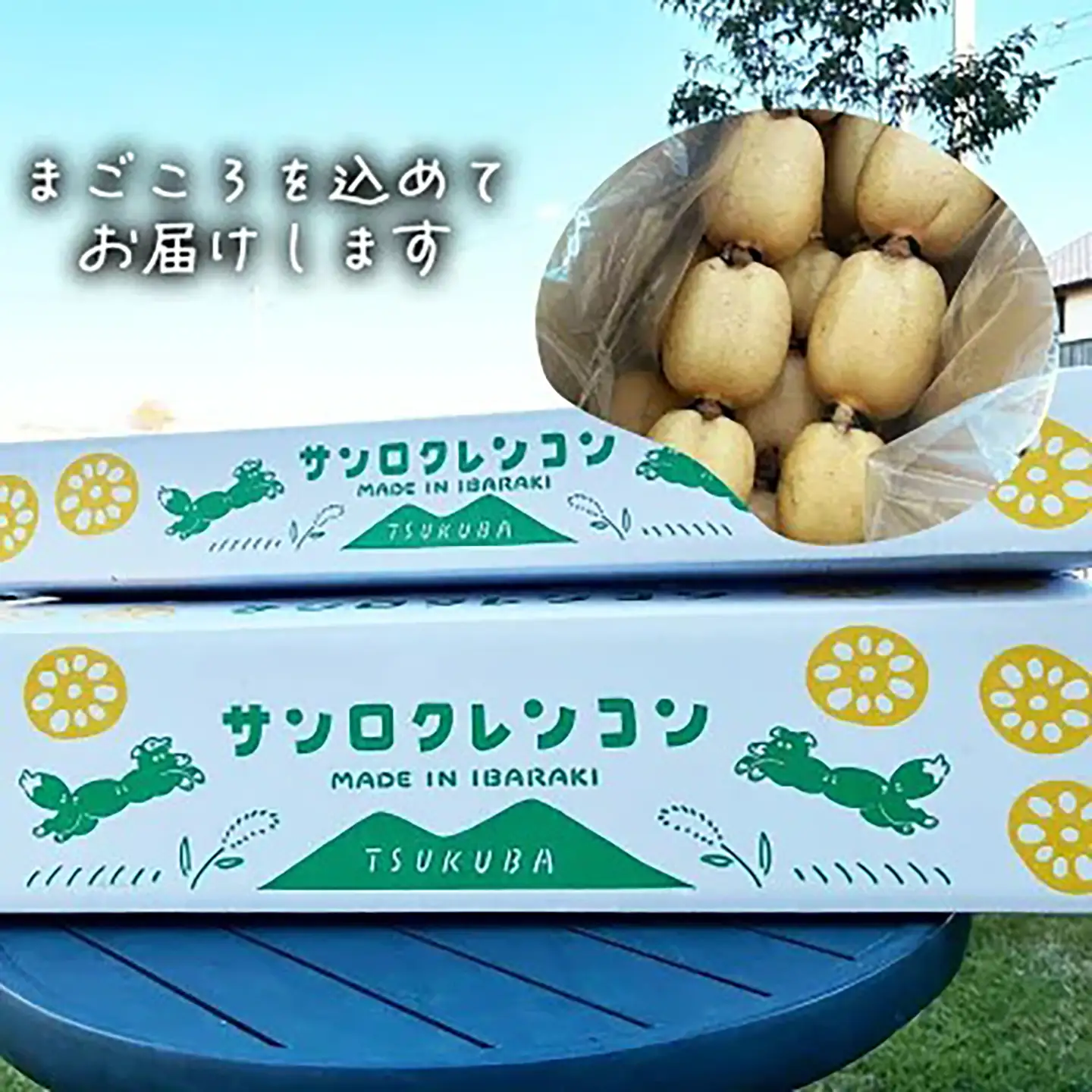 れんこん 朝採れ 4kg れんこん