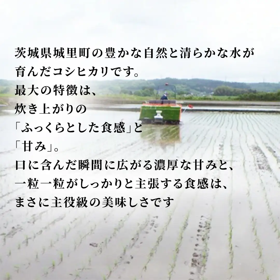 コシヒカリ 無洗米 5kg 令和7年産 スピード出荷 最短3〜7営業日出荷 即納 最短発送 時短 洗わず炊ける 一人暮らし 単身赴任 キャンプ アウトドア 精米 米 コメ こめ 単一米 茨城県 城里町産  (AX015)