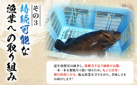 ＜活き〆 幻のクエ（養殖）1尾＞ 原体 真クエ くえ 約2kg～3kg 約5～6人前 宇和海産 鍋用 鮮度 刺身 鍋 お鍋 クエ鍋 海鮮鍋 たっぷり 食卓 海鮮 魚介 魚 高級魚 国産 橋本鮮魚 愛媛県 西予市【冷蔵】『1か月以内に順次出荷予定』UHS0001