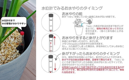 【グレー】大型観葉植物 ≪1鉢≫ 鉢カバー付き 観葉植物