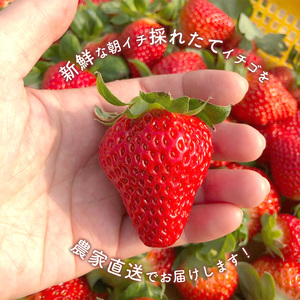 いちご 品種おまかせ 約1000g｜KiyomotoFarm