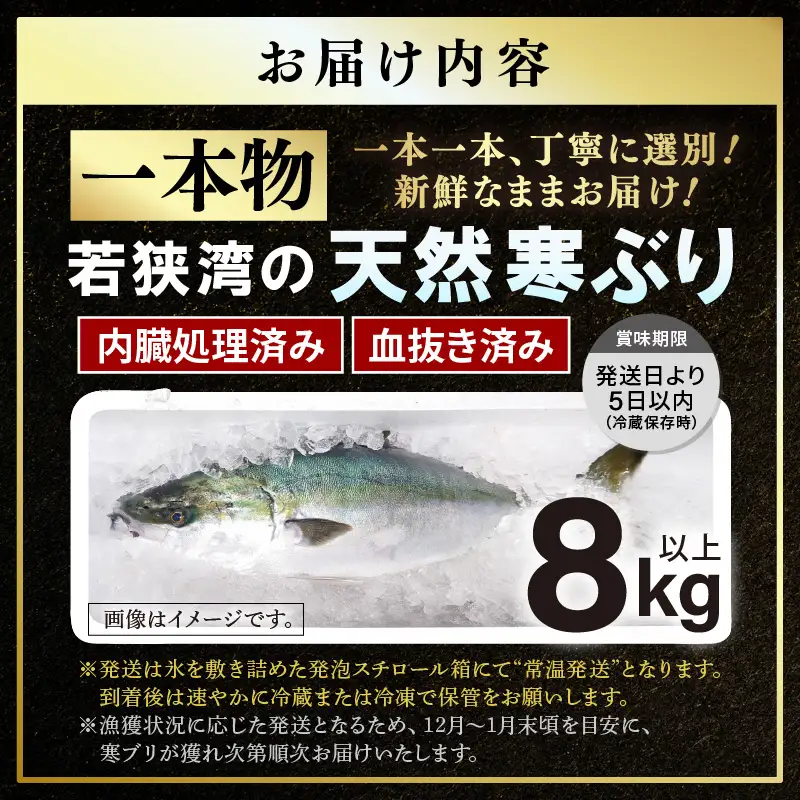 【先行予約】若狭・日向の天然寒ブリ 脂たっぷり（8kg以上）一本物 内臓処理 血抜き済み 寒ぶり【2026年12月下旬以降順次発送予定】[m17-l001]