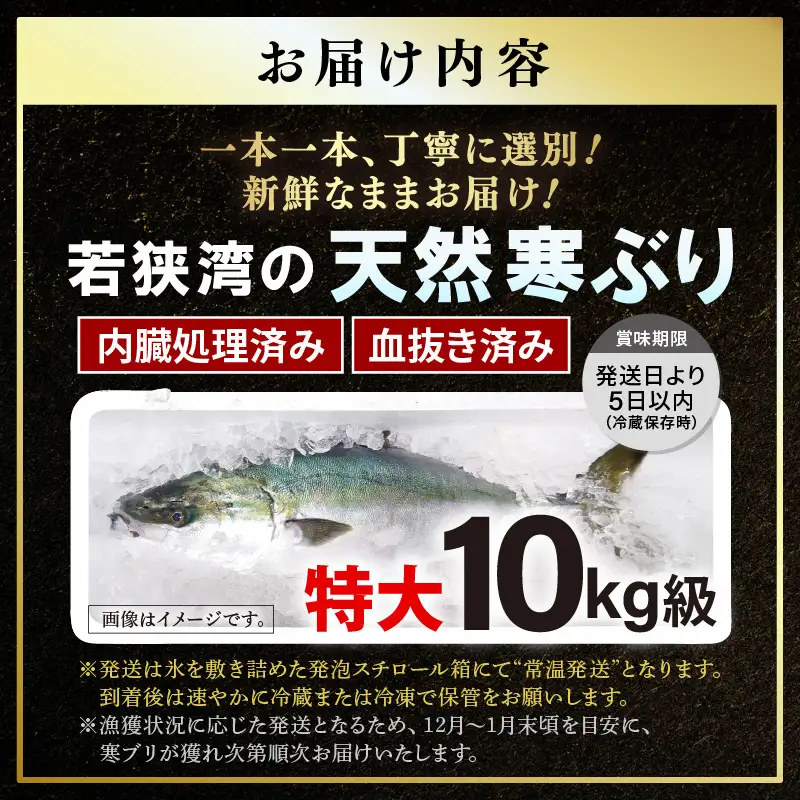 【先行予約】若狭・日向の天然寒ブリ 脂たっぷり（10kg以上）一本物 内臓処理 血抜き済み 寒ぶり【2026年12月下旬以降順次発送予定】[m17-n001]