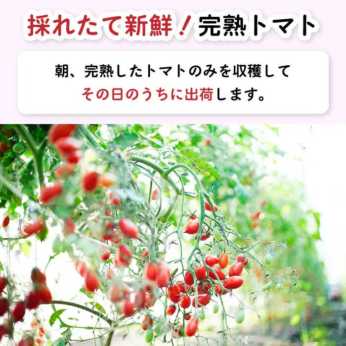 完熟アイコトマト 約3kg / トマト  [SCB052] 