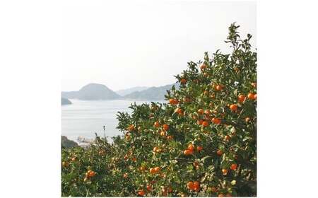 【希望の島】 温州みかん 特選品 中玉 2kg 愛媛県 松山市 中島産 みかん 蜜柑 柑橘 特選品 くだもの 果物 フルーツ デザート 国産 常温 【2026年11月下旬-2027年1月下旬発送予定】（1014-1）