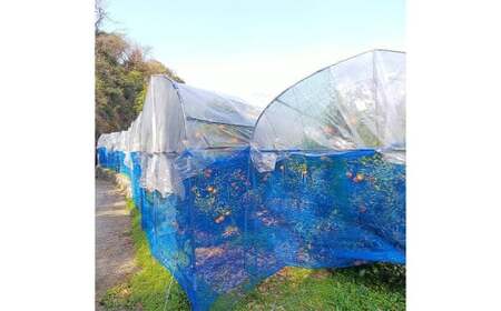 【希望の島】 完熟不知火 特選品 大玉 2kg 愛媛県 松山市 中島産 不知火 しらぬい 柑橘 贈答用 果物 くだもの フルーツ デザート 国産 常温 【2027年4月上旬-5月下旬迄発送予定】（1020）
