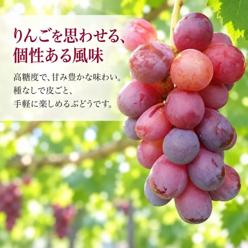 2026年産スカーレット約1kg　種なし 果物 葡萄 ぶどう マスカット フルーツ 長野県 駒ケ根市