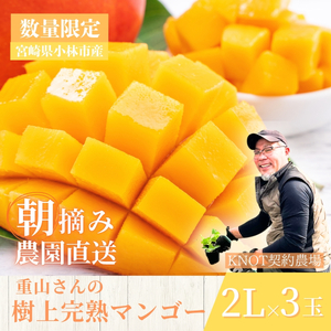 【2026年発送 先行予約】生産農家応援・濃厚果肉 みやざき完熟マンゴー 2L×3玉（マンゴー フルーツ アップルマンゴー 果物 くだもの 2026 先行受付 宮崎）