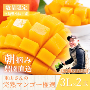 【2026年発送 先行予約】生産農家応援・濃厚果肉 みやざき完熟マンゴー極撰 3L×2玉（マンゴー フルーツ アップルマンゴー 果物 くだもの 2026 先行受付 宮崎）