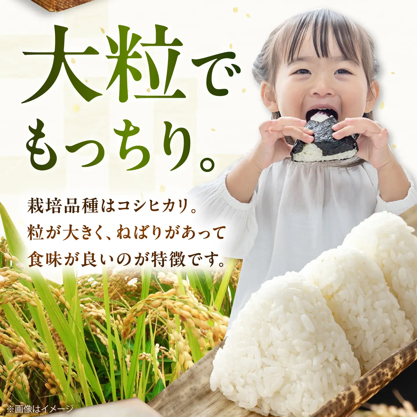 コシヒカリ10kg BIBV009 コシヒカリ