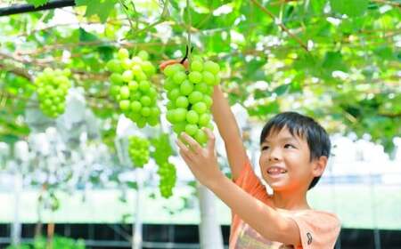 観光農園吉次園の「旬を味わうフルーツ狩りパスポート」（計12回） 果物狩り フルーツ 狩り 食べ比べ 食べ放題 季節 旬 家族 体験チケット チケット 体験 熊本県