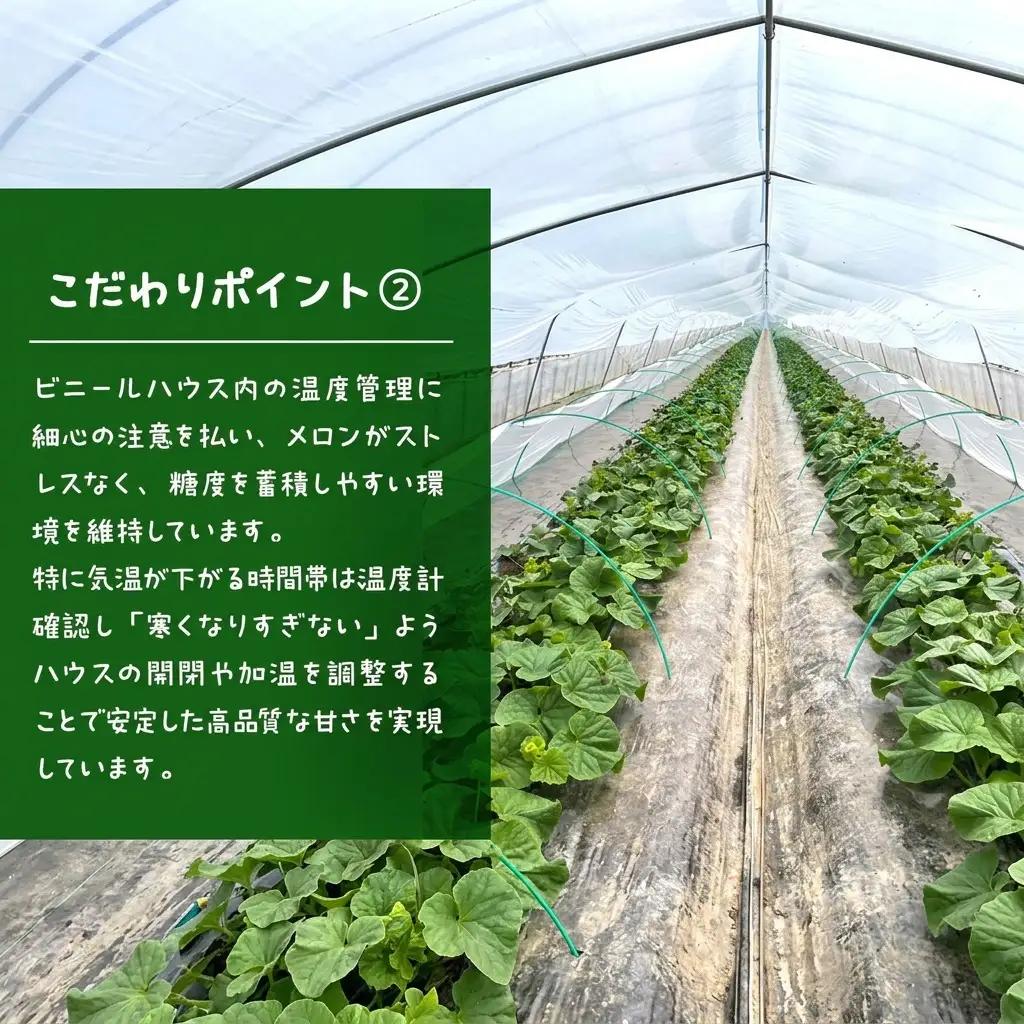 富良野メロン 赤肉 フルーツ 富良野メロン【2玉 計3.2kg以上】先行予約
