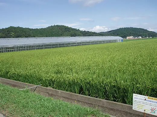 【7年産】 近江米 みずかがみ 無洗米 5kg 【BN15W】 近江米 環境こだわり米 滋賀県産 無洗米