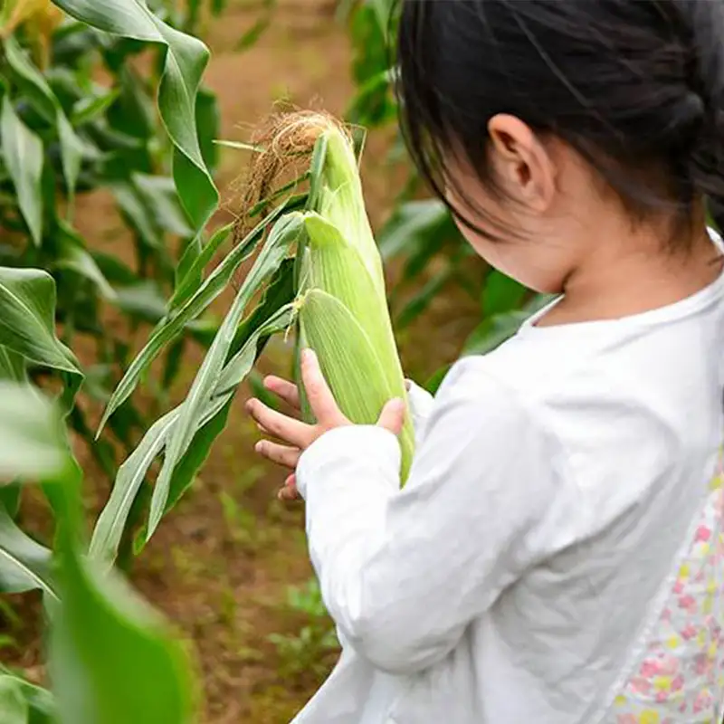 【先行予約】完熟マンゴー スイートコーン入り 農家直送 新鮮野菜詰め合わせセット＜32-3a＞