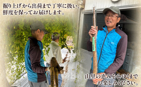 ＜自然薯 約2kg＞ 野菜 やさい 山芋 長芋 いも とろろ じねんじょ 国産 愛媛県産 とろろご飯 とろろ汁 料理 ノムランド 愛媛県 西予市【常温】『2026年1月中旬～3月末迄に順次出荷予定』NNM0009
