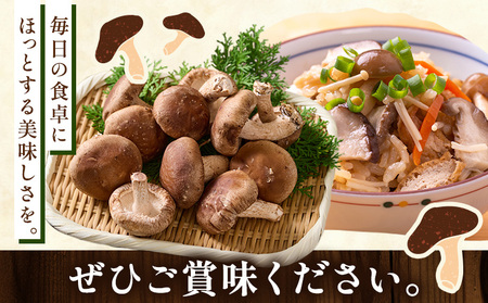 肉厚 菌床椎茸 1kg 《30日以内に発送予定(土日祝除く)》 プレジール・アオバ 徳島県 上板町 野菜 青果物 きのこ シイタケ 椎茸